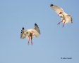 White-Ibis;Ibis;Eudocimus-albus;Flight;two-animals;avifauna;bird;birds;feather;f